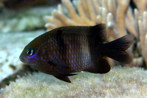 キオビスズメダイ