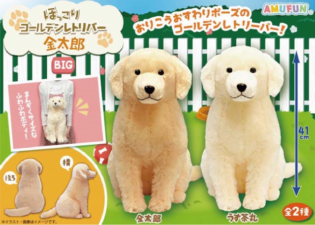 ≪2月の新商品≫ほっこりゴールデンレトリバー金太郎☆アミューズ