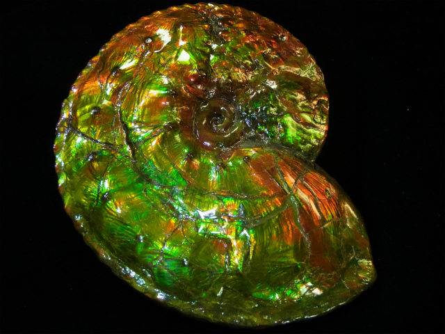 最高級グレード・アンモライト原石の紹介【アンモライト研究所（2015年