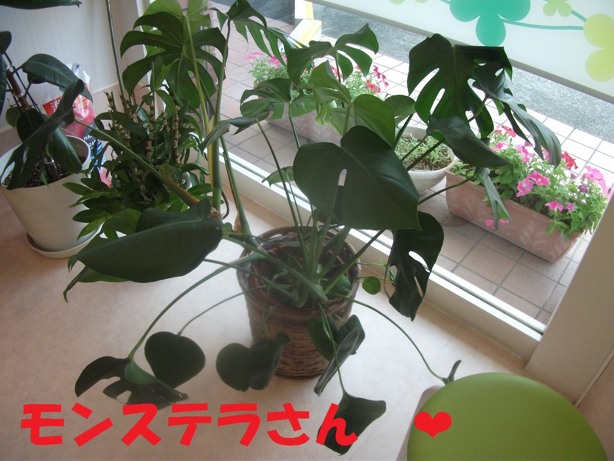 モンステラとポトス（観葉植物）の挿し木、差し上げます。 | あむーる