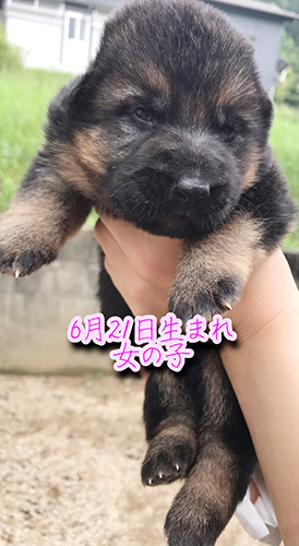 ジャーマンシェパードドッグの子犬 AW162009-3-ブリーダーの子犬・子猫