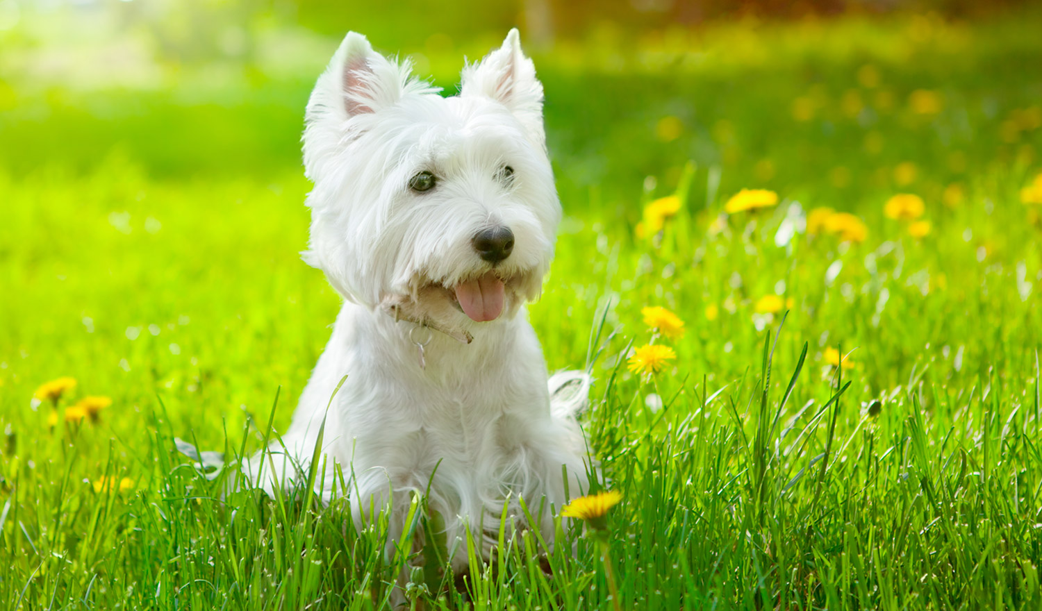 ウエスト・ハイランド・ホワイト・テリア | みんなのどうぶつ病気大百科