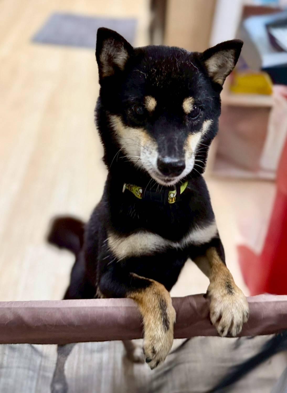 アニマルハートレスキュー