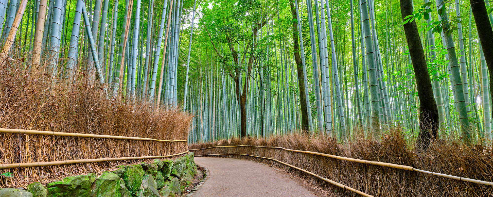 小泊岬を望む」流木の浜(青森)油絵F6(410×318mm)