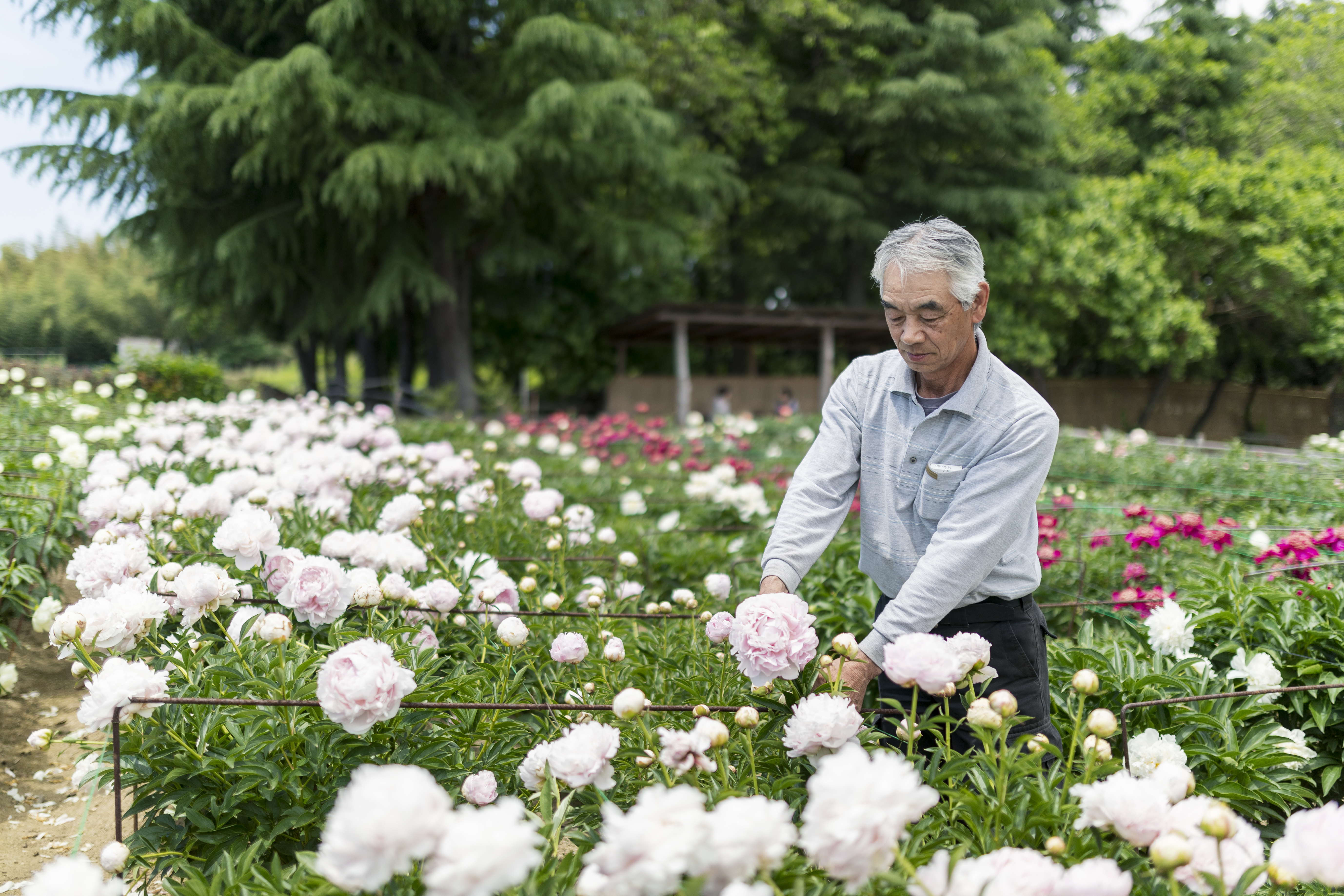 MONTHLY FLOWER「シャクヤク」｜花・フラワーギフトなら青山フラワー