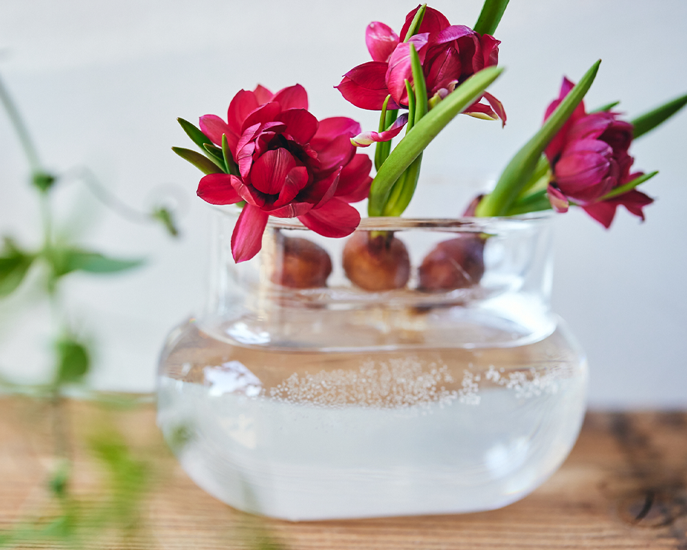 季節を愉しむ｜球根花を飾りたくなるアイデア、集めました | 青山