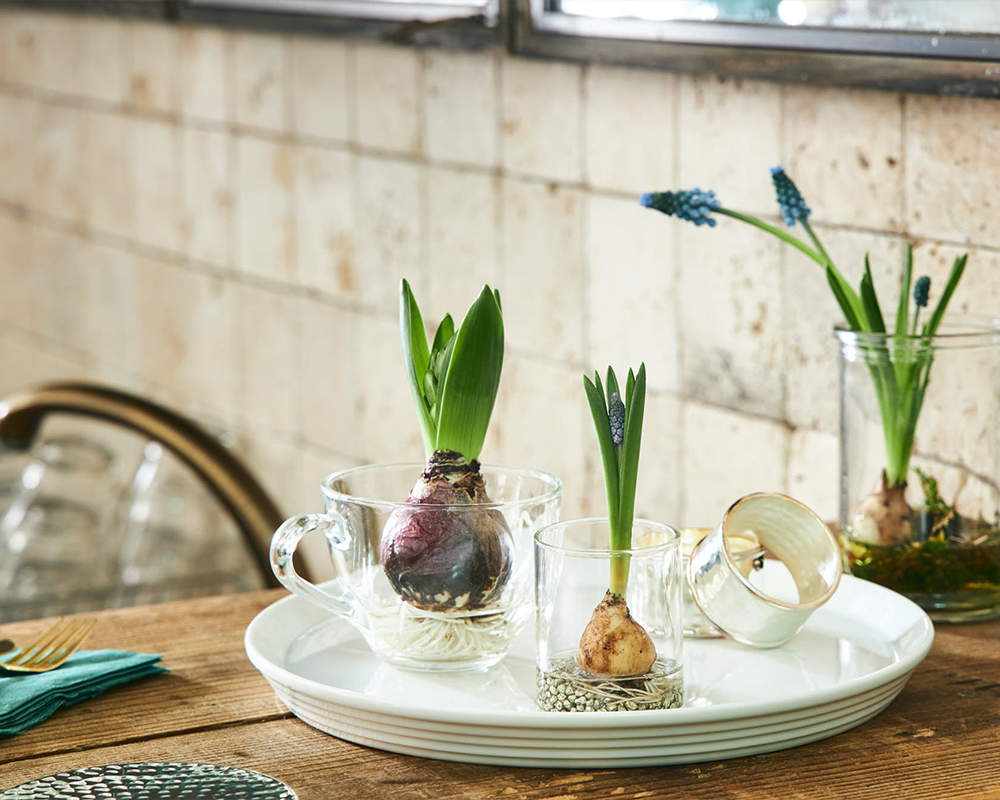 季節を愉しむ｜球根花を飾りたくなるアイデア、集めました | 青山