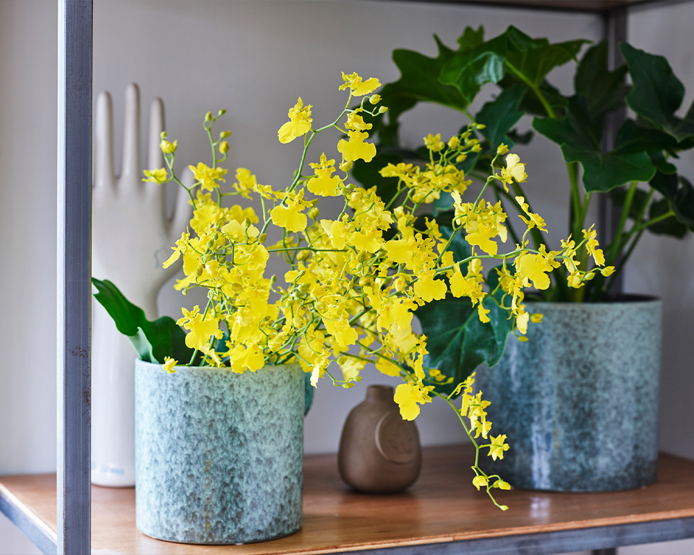 夏の花特集「ラン」 | 青山フラワーマーケット｜花束・ギフトの