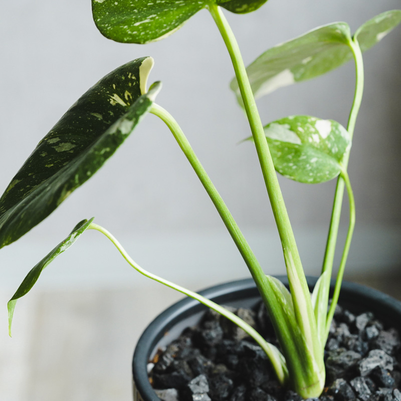 斑入りが珍しい！滅多に出会えない希少なモンステラ | 青山フラワー