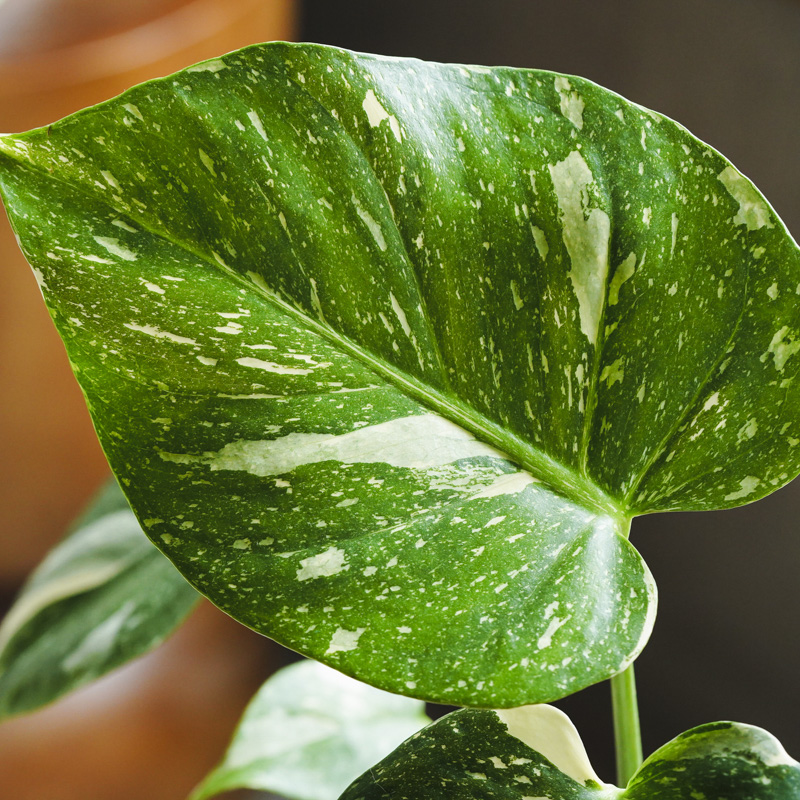斑入りが珍しい！滅多に出会えない希少なモンステラ | 青山フラワー
