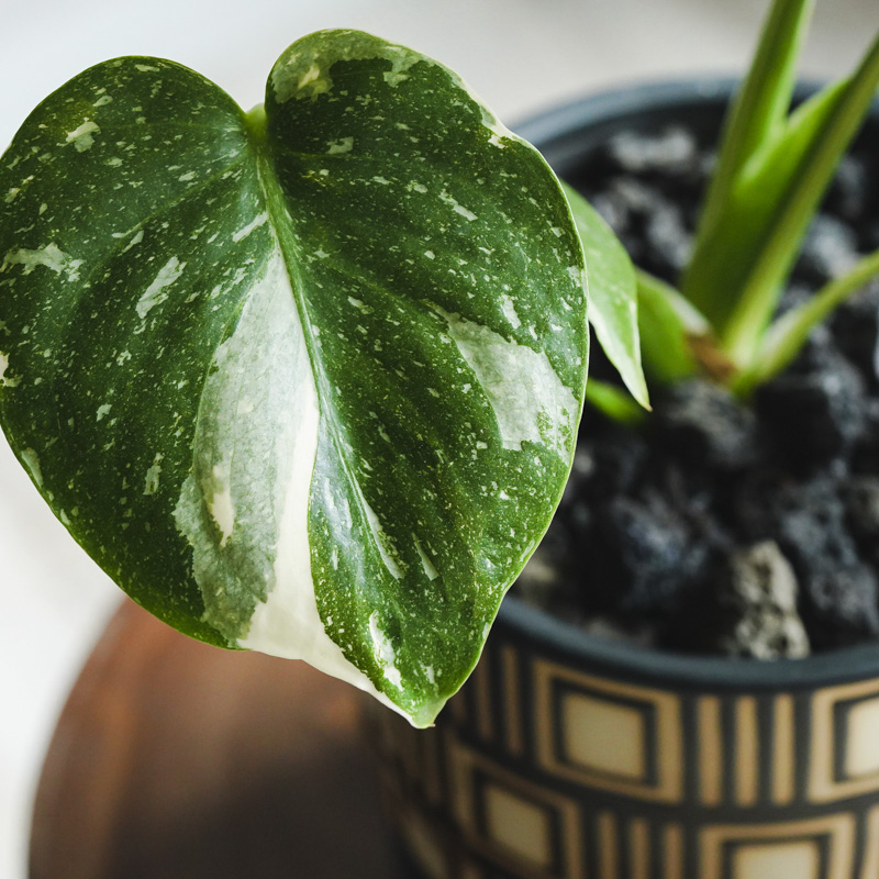 斑入りが珍しい！滅多に出会えない希少なモンステラ | 青山フラワー