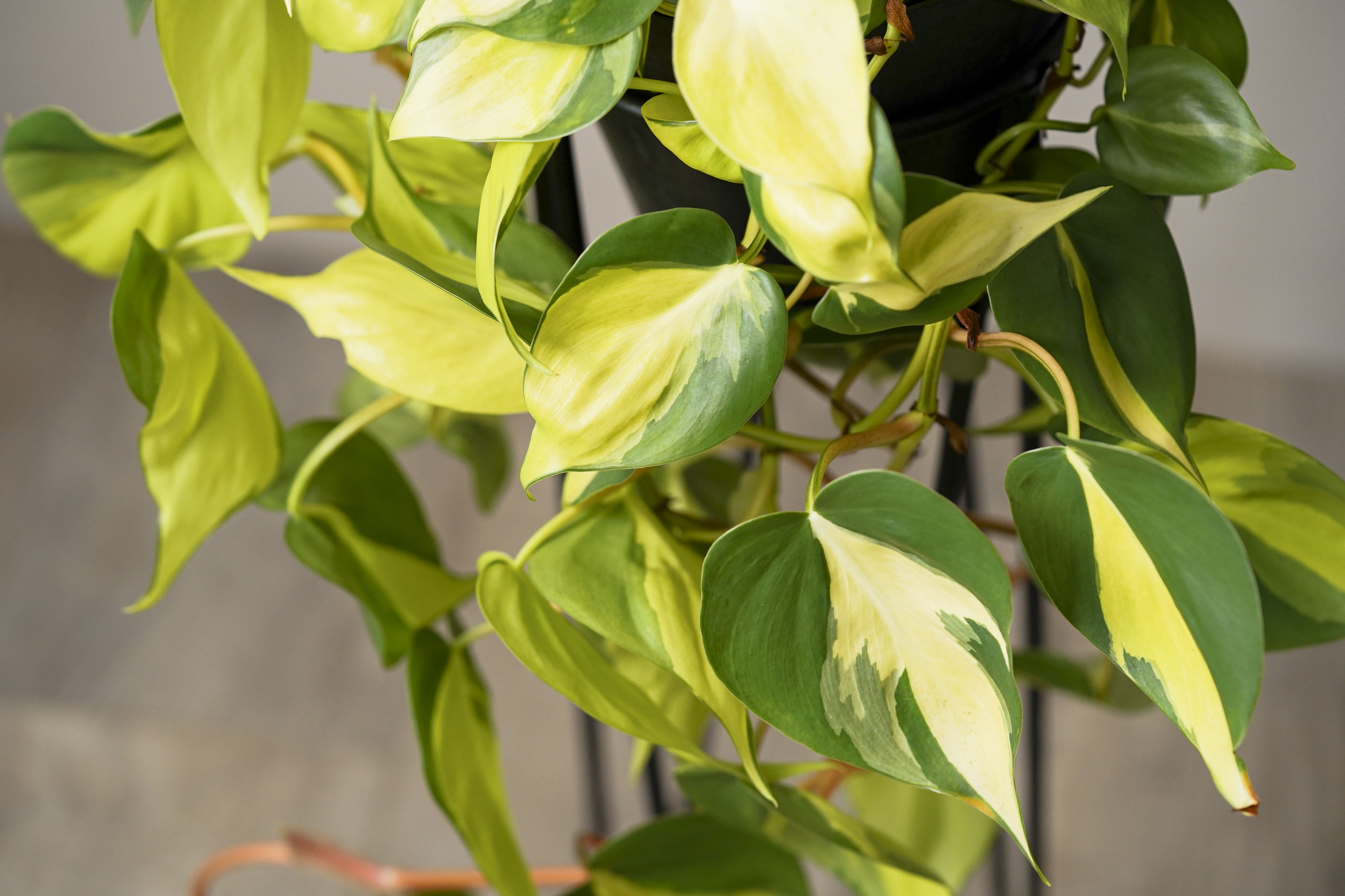 スタンドを覆い尽くす姿を楽しむフィロデンドロン・オキシカルジウム