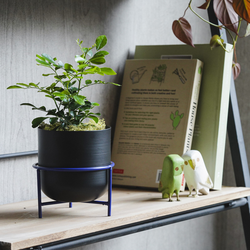 月夜に甘い柑橘の香りが漂うゲッキツ(Black) | 青山フラワーマーケット