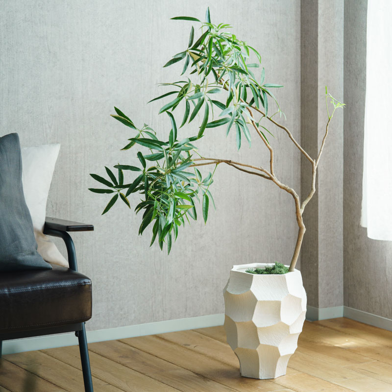 一点もの】シェフレラ・タカオ/STEM(ステム)/C7330 | 青山フラワー