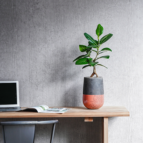 Domani/MINSK(ミンスク)ベース24 Pearl White 3号鉢用 | 青山フラワー