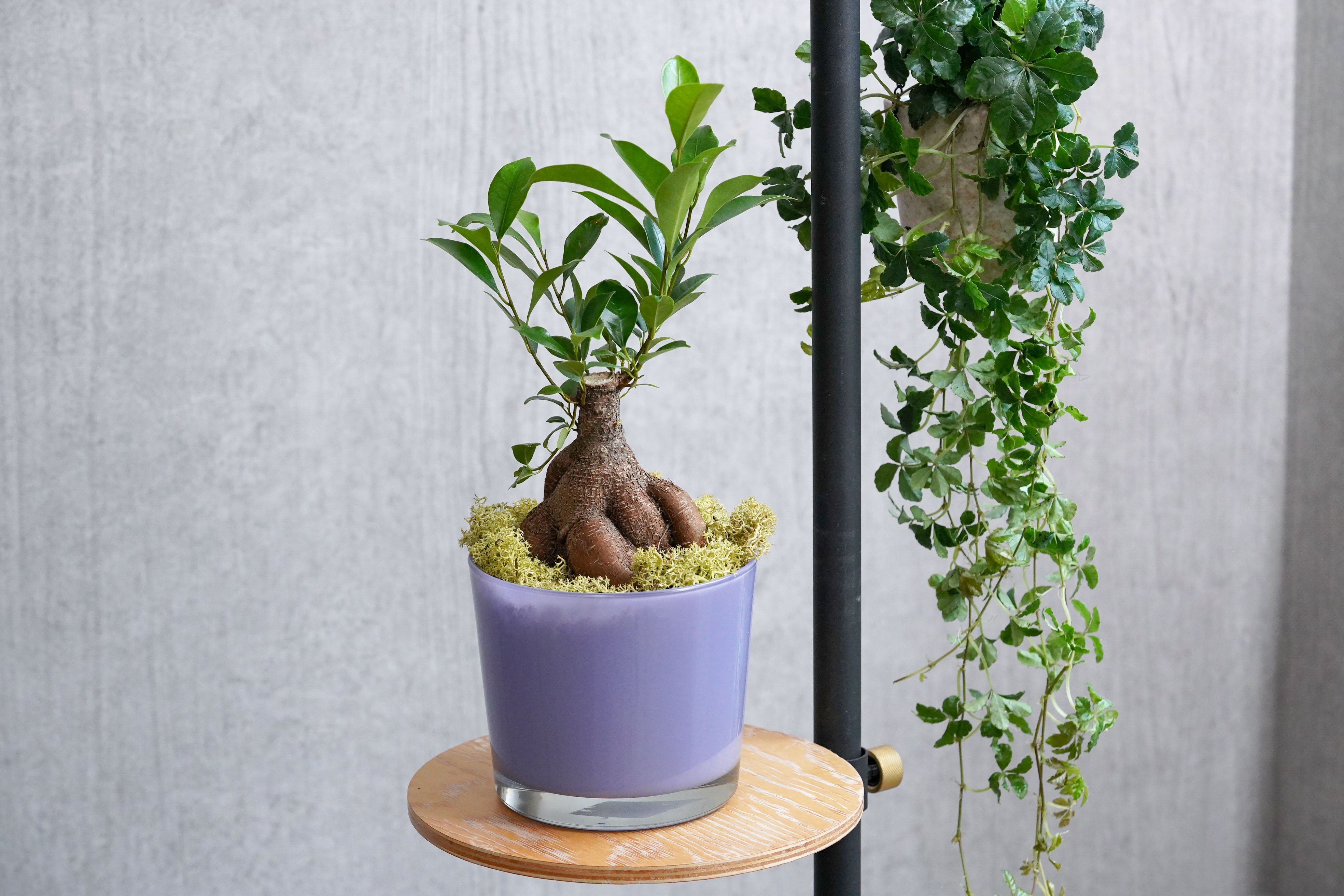 力強い幹に仕上げたガジュマル | 青山フラワーマーケット｜花束