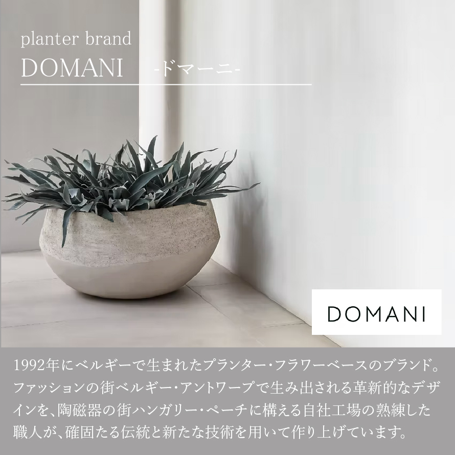 一点もの】トックリヤシモドキ/DOMANI(ドマーニ)/アントワープ24