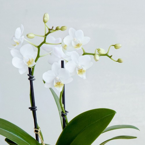 産直】椎名洋ラン園のマイクロ胡蝶蘭 ホワイト系2本立ち | 青山