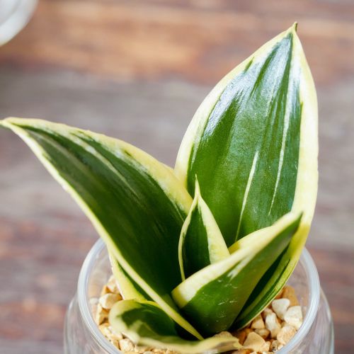 産直】グリーンウォークのサンセベリア ハニー（STRINGLASS) | 青山