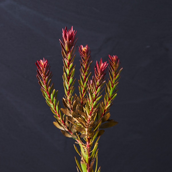 不思議で個性的なフォルムのネイティブフラワー｜青山フラワー