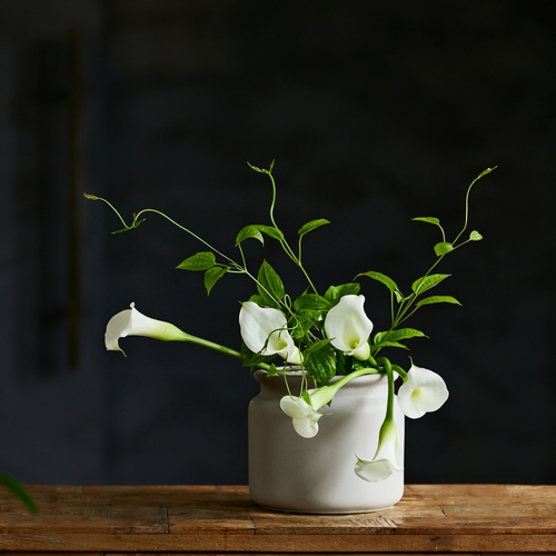 DBKD(ディービーケーディー)/PURE S | 青山フラワーマーケット｜花束