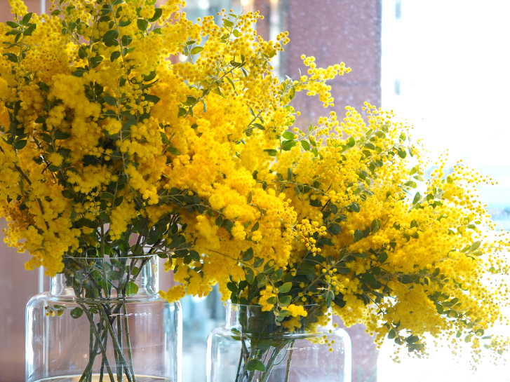 ミモザのふわふわ感を楽しみたい！ミモザの花の日持ちはどのくらい