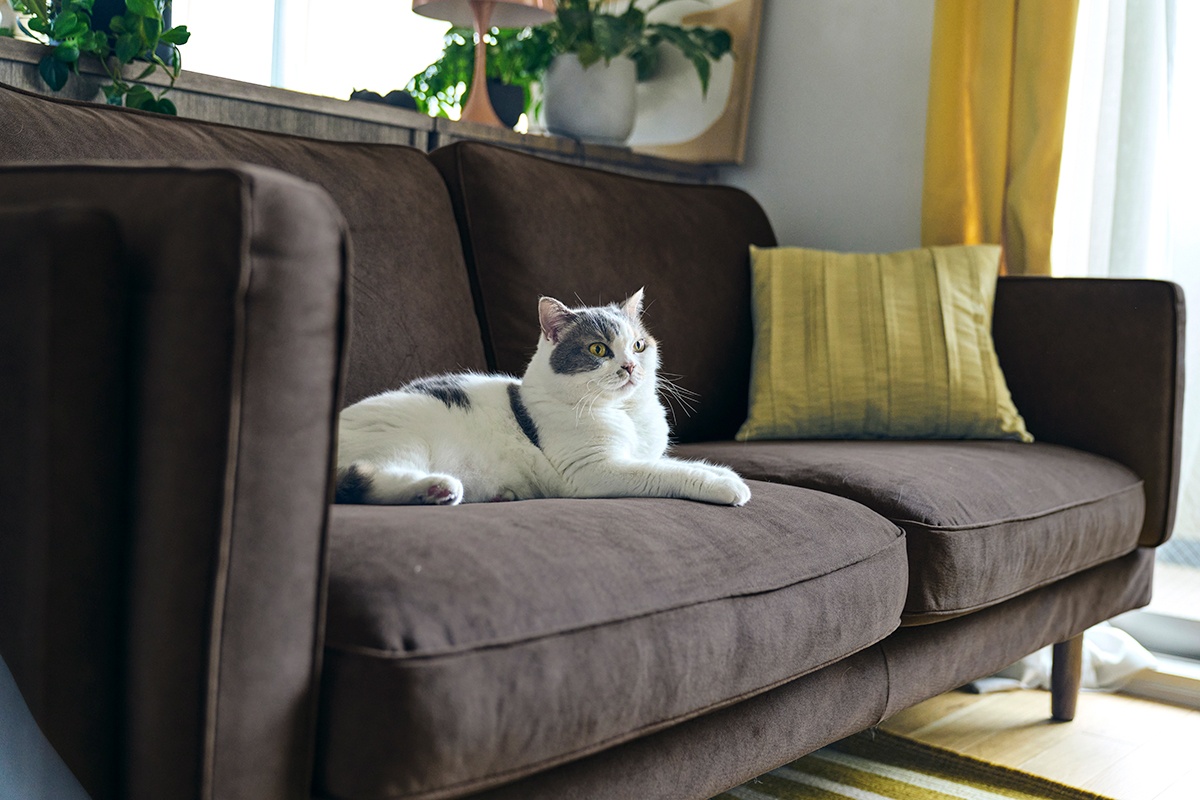 ネコやイヌと、 快適にくつろげるソファが誕生「KENT」生地