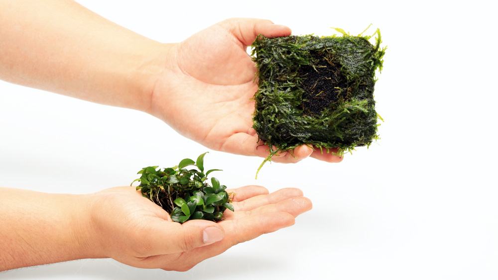 佗び草マット活用術〜溶岩石編〜 | AQUA DESIGN AMANO