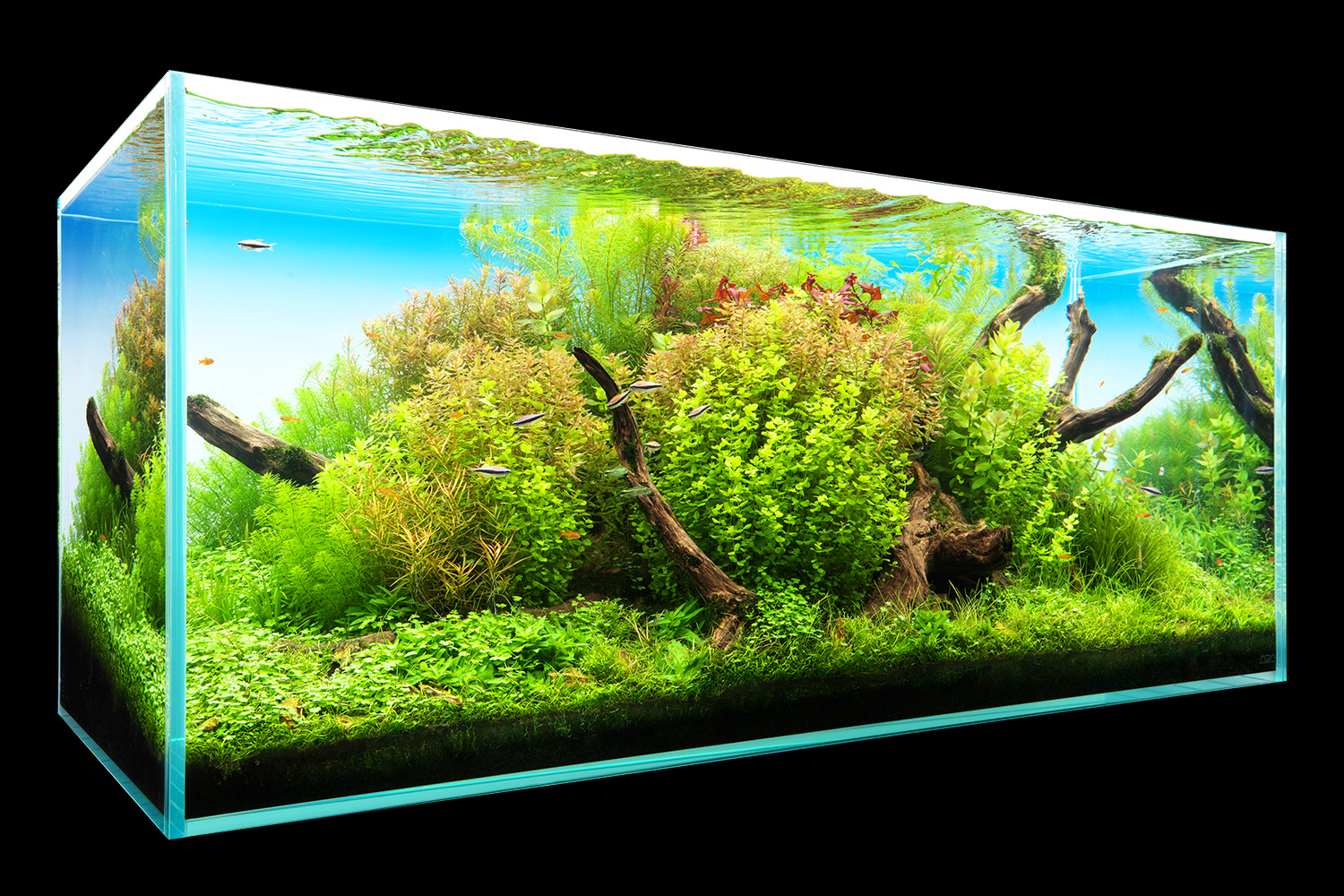 NATURE IN THE GLASS 「春彩薫風」 | AQUA DESIGN AMANO