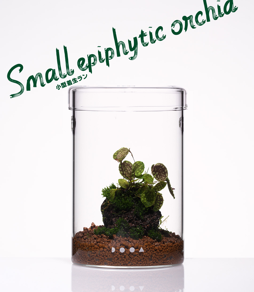 NEW JUNGLE PLANTS 「小型着生ラン」 | AQUA DESIGN AMANO
