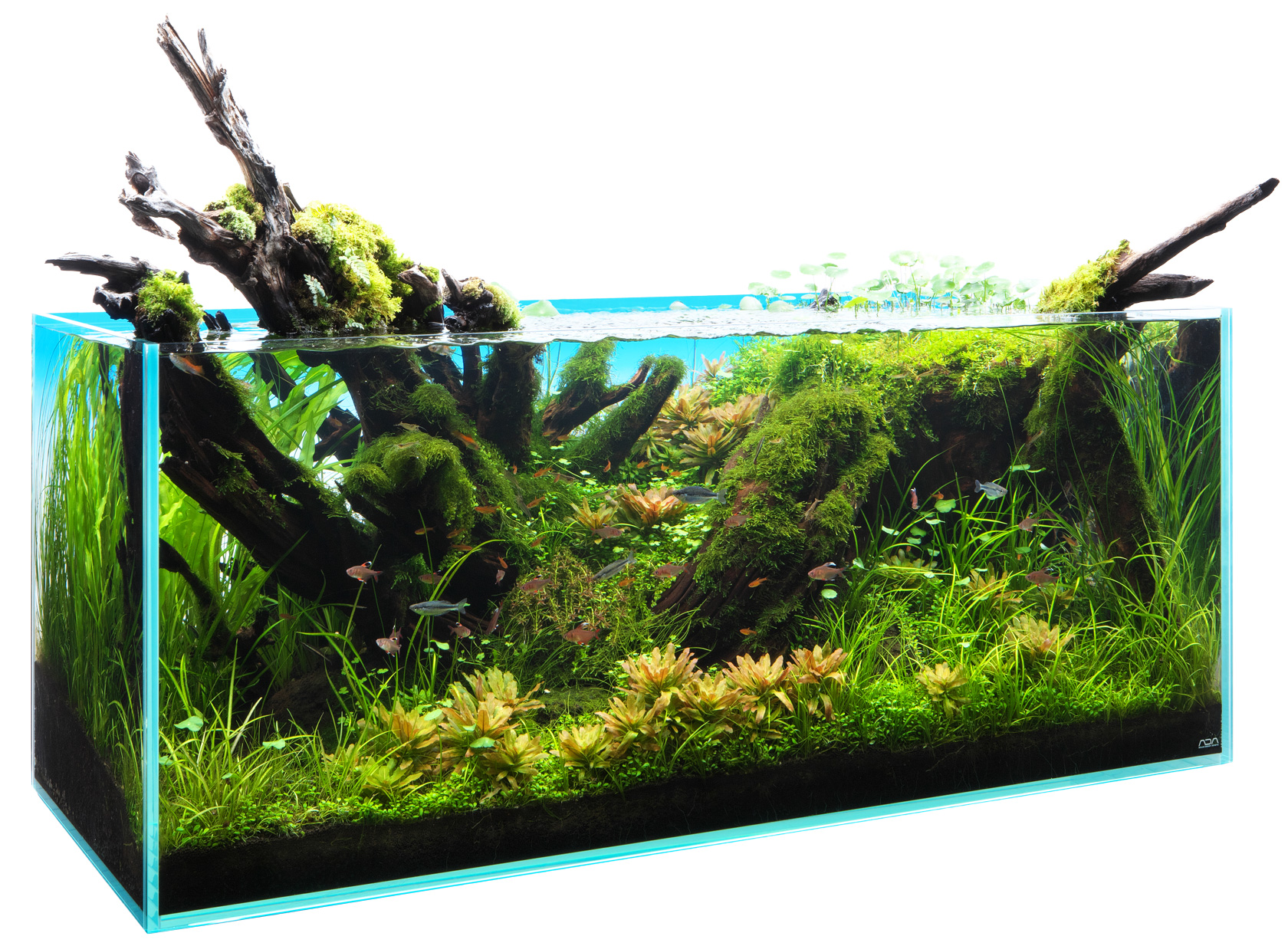 NATURE AQUARIUM GALLERY #07 「光と影の楽園」 | AQUA DESIGN AMANO