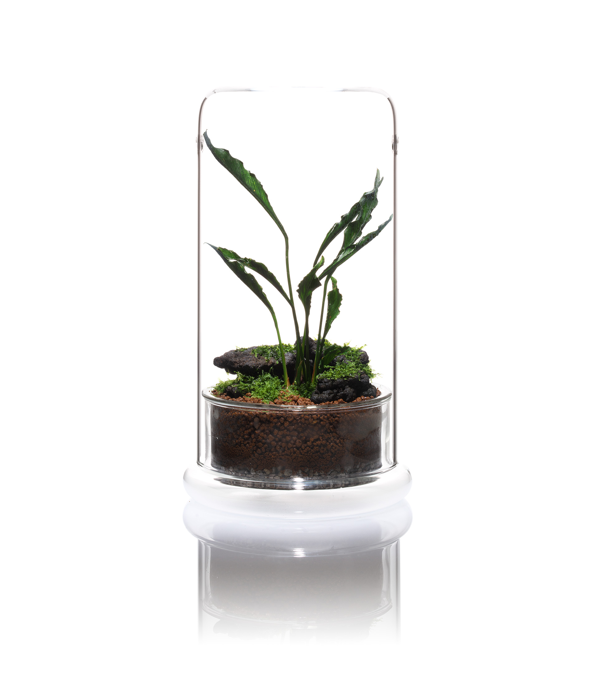 CELL | PRODUCTS | DOOA