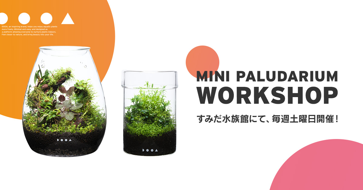 すみだ水族館にて「ミニパルダリウムワークショップ」開催！ | ADA