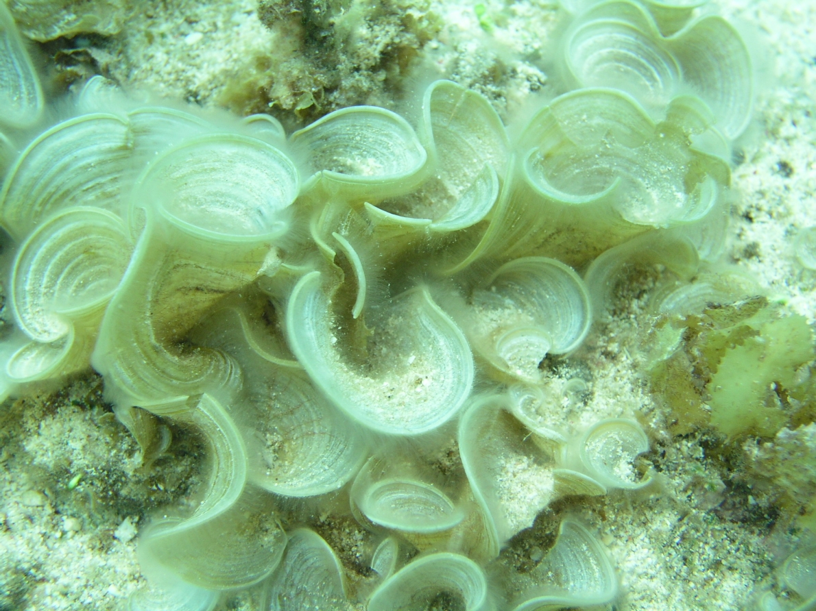 ウスユキウチワ｜生物 ｜粟国アーカイブス