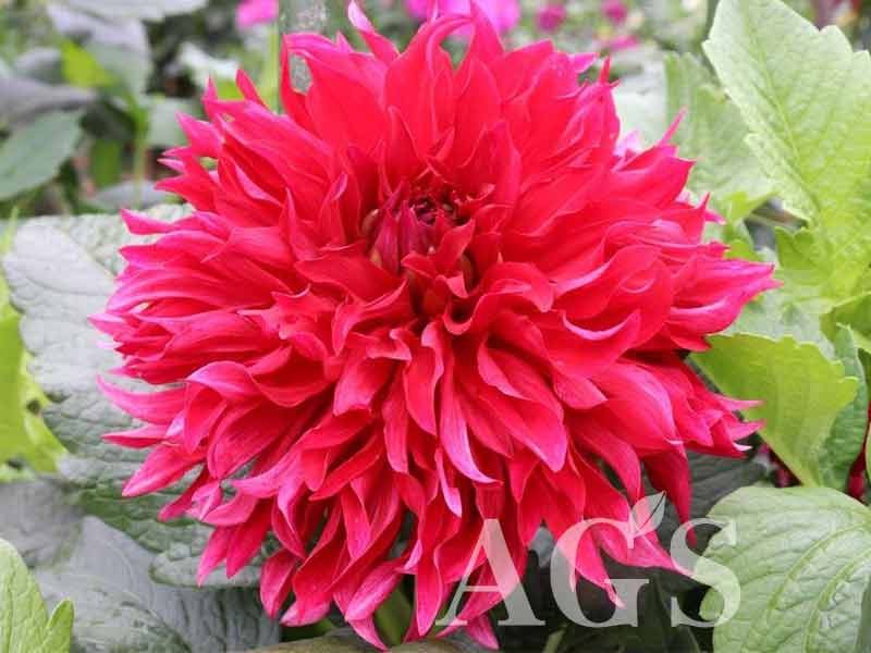 AGSオンラインショップ / ダリア球根