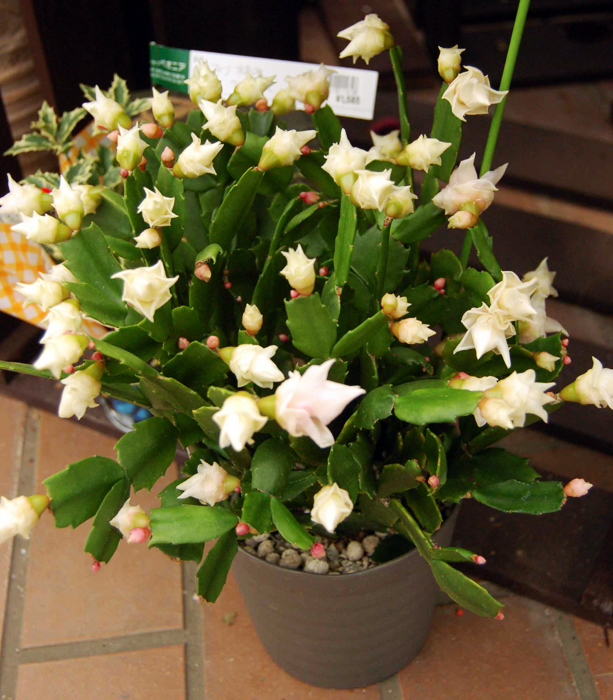 今月のイチオシのお花を見る