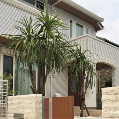 ドラセナ（ニオイシュロラン） | 取扱樹木 | 稲沢市の愛知農園