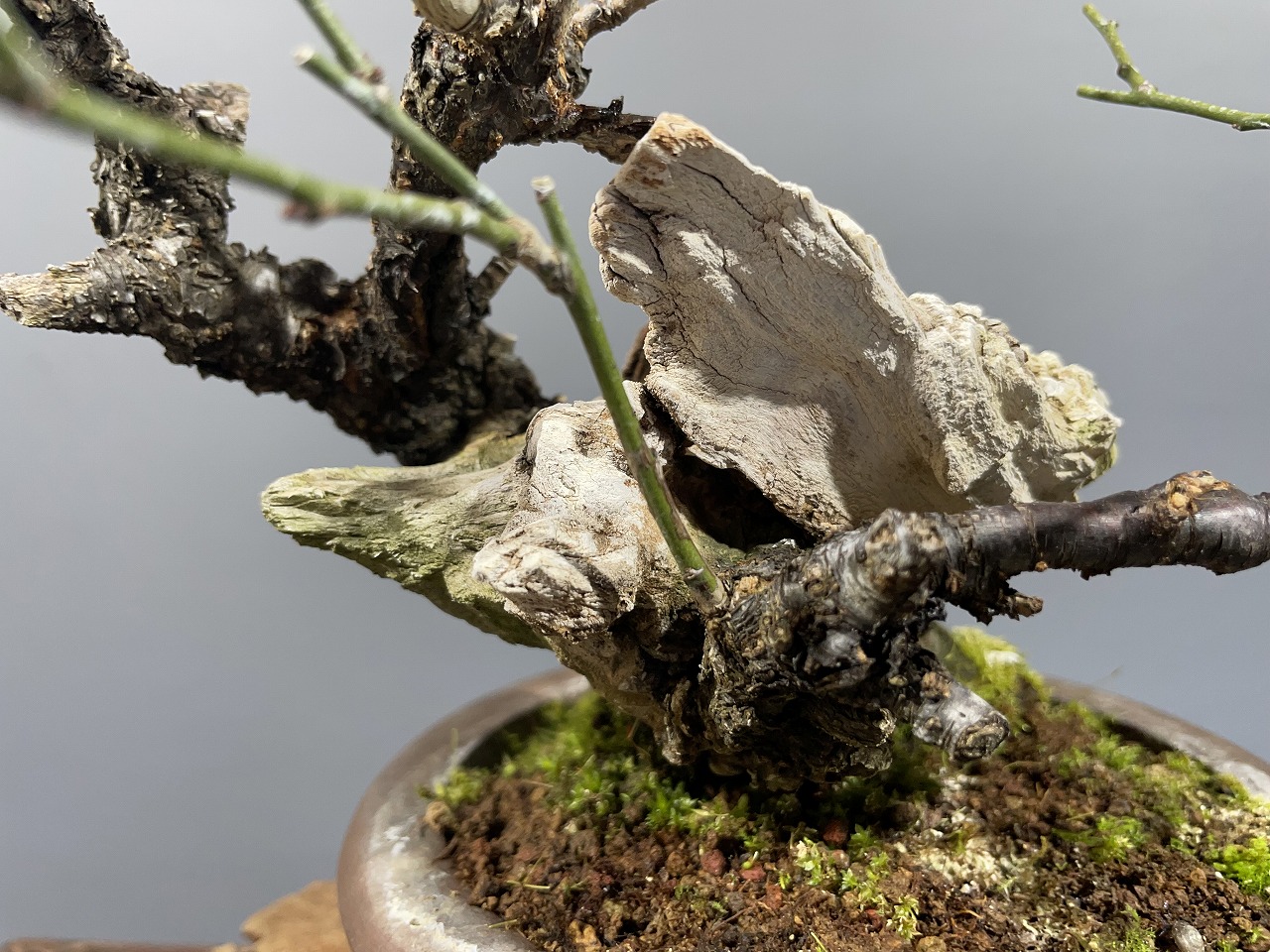 甲州野梅 ※古木 花芽はありません。 [赤富士園]