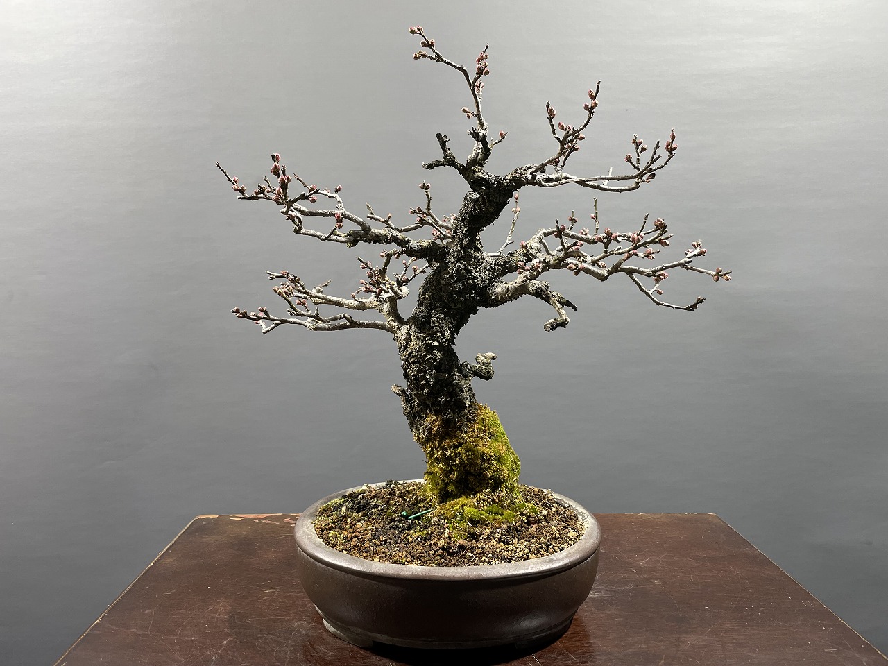 野梅（米良）※古木、少ない品種です！！ [赤富士園]