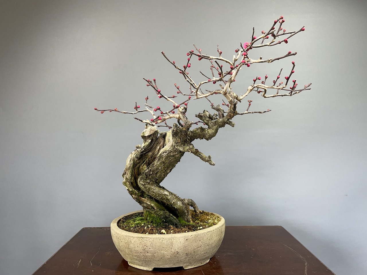 甲州野梅 ※希少品種赤花 花芽あり！！ [赤富士園]