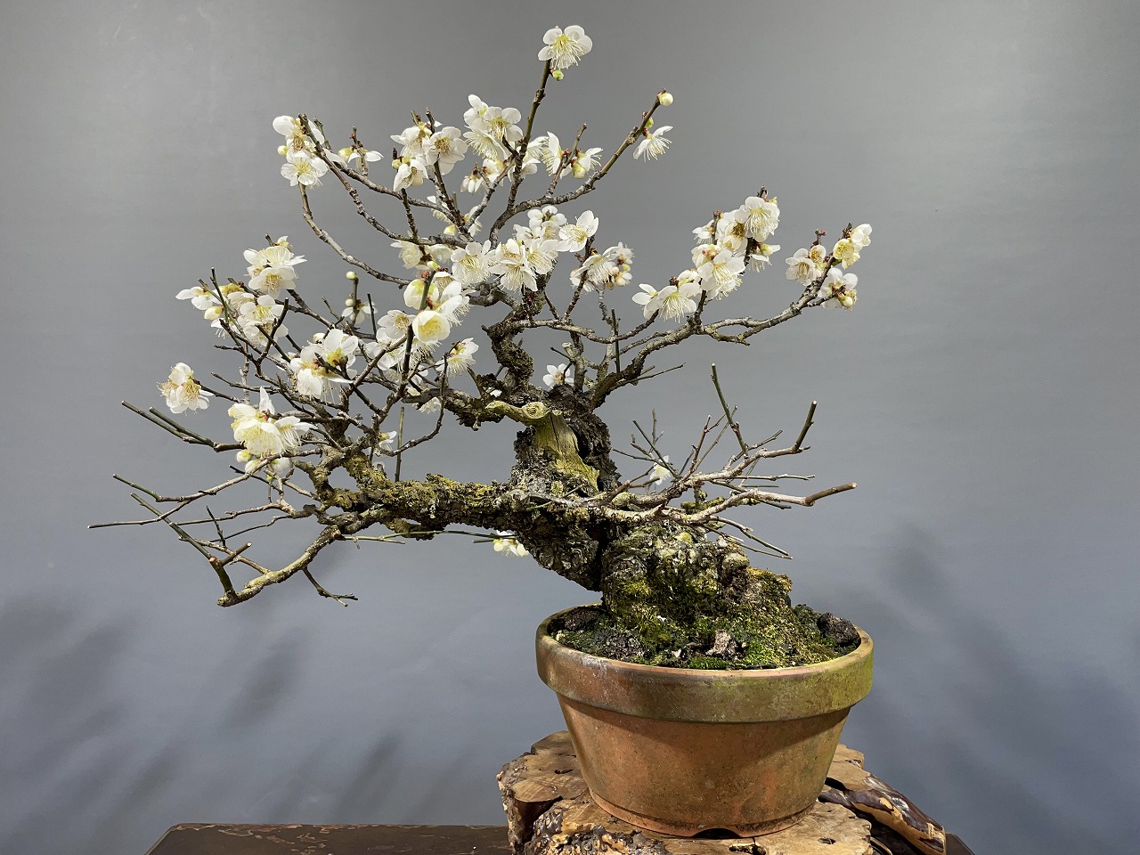 甲州野梅 ※山採り古木、花芽あります！！ [赤富士園]