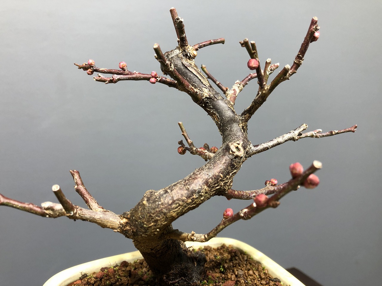 甲州野梅 ※赤花 花芽あります [赤富士園]