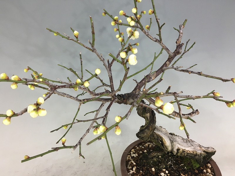 甲州野梅（青軸） [赤富士園]