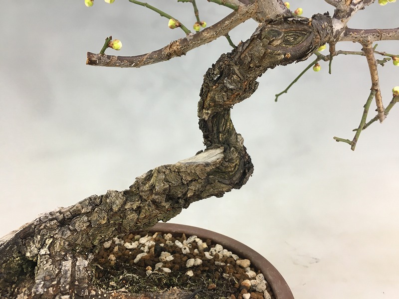 甲州野梅（青軸） [赤富士園]