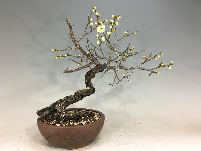 甲州野梅（青軸） [赤富士園]