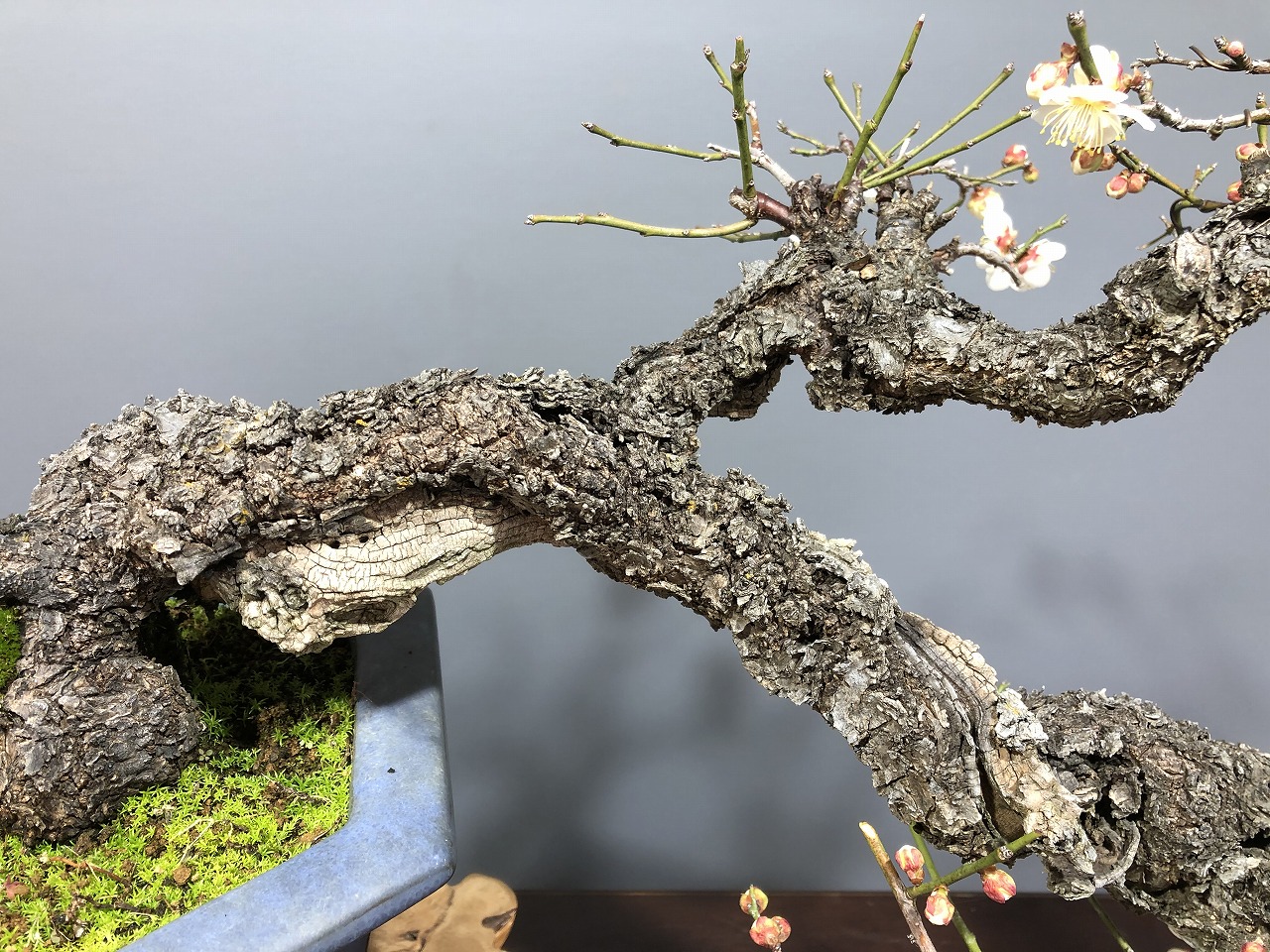 甲州野梅 ※古木 山採り!! [赤富士園]