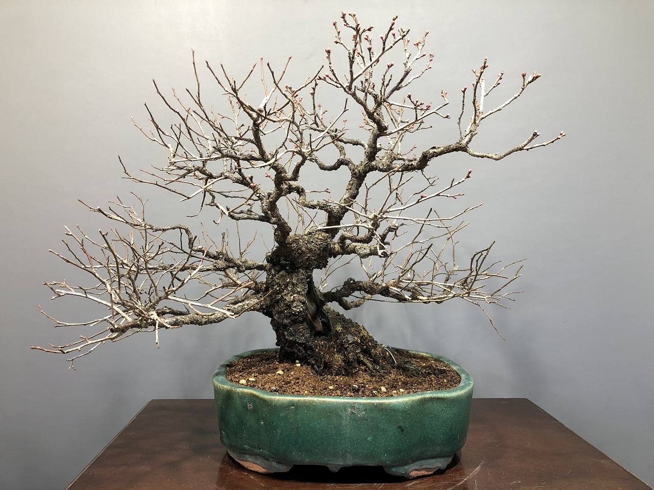 甲州野梅 ※展示会用 花芽あります。！！ [赤富士園]