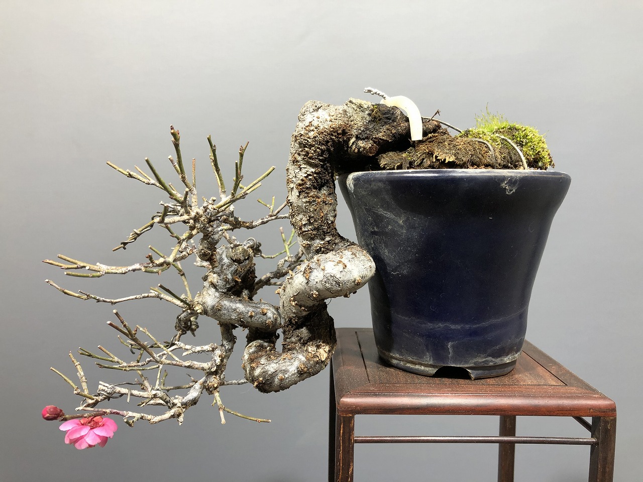 甲州野梅 ※小品懸崖樹形 赤花（八重花）！！ - 梅 [赤富士園]