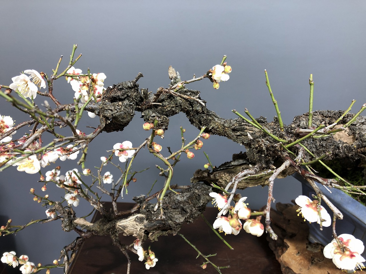 甲州野梅 ※古木 山採り!! [赤富士園]