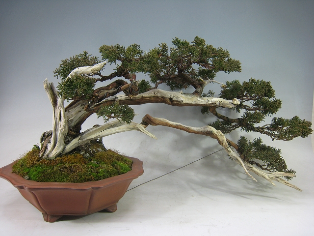 真柏 [赤富士園]